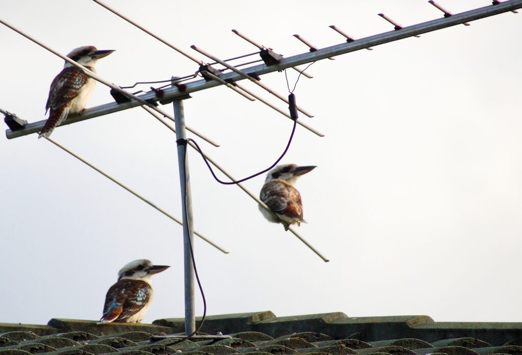 Three kookaburras sitting on a TV aerial.